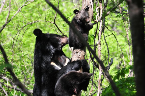 환경부 산하 국립공원관리공단 종복원기술원은 멸종위기 야생 동식물 증식.복원 계획에 따라 반달가슴곰 복원 프로젝트에 착수해 현재 48마리 증식에 성공했다. 어미 반달가슴곰이 사육장을 벗어나 새끼를 낳은 뒤 지리산에서 어린 곰과 함께 나무를 타고 있다.