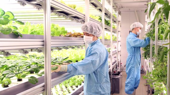 웰스팜 식물공장은 경기도 파주물류센터 내 700여평 규모로 조성됐다. 통합 제어시스템을 갖춘 5개의 클린룸에서 40여 종류의 모종을 최대 180만개까지 생산할 수 있다.