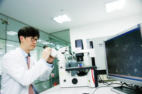 강남 연세사랑병원 김용상부원장이 세포치료연구소에서 현미경을 통해 줄기세포를 확인하고 있다.
