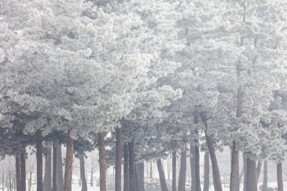 [산림산업 육성] 평창산양삼 특구 운영해 고소득 창출, 산림부산물로 목공예 프로그램 운영