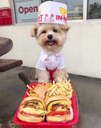 인앤아웃 직원이 된 뽀빠이./뽀빠이더푸디 인스타그램