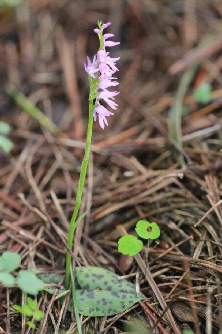 멸종위기식물 Ⅱ급 ‘구름병아리난초 /사진=국립공원
