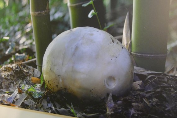 댕구알버섯. 여름~가을 대숲과 초지, 정원 밭 등에서 자라는 현존하는 버섯 중 가장 큰 버섯으로 올해 처음으로 울산 태화강 십리대숲에서 발견됐다.(사진 임규동) 버섯탐구회 이중환 씨는 약 40년만에 댕구알버섯이 발견돼 울산지역 식생이 매우 건강하다는 것을 알려준다고 밝혔다. 이 버섯은 어른 머리만큼이나 크게 자라는 것으로 알려졌다.