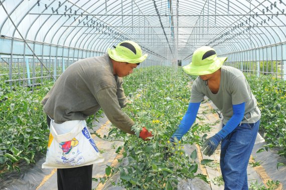 외국인 계절근로자 제도를 통해 지난해 7월 입국했던 필리핀 근로자가 지방 소재 한 토마토 재배농가에서 일하고 있는 모습. 연합뉴스