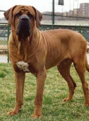 맹견 입마개 착용 의무화된다…상해 시 소유자 형사처벌