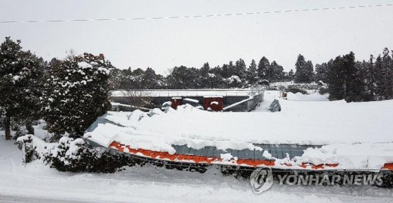 제주도 역대급 맹추위 '나흘째'…농작물 피해 속출