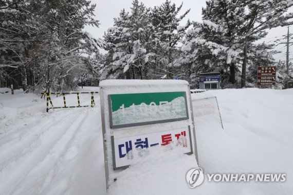 제주도 역대급 맹추위 '나흘째'…농작물 피해 속출