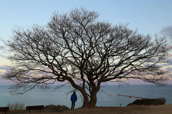 수령 200년이 넘었다는 경북 울진 등기산 팽나무는 바다와 어우러지며 한 폭의 그림처럼 아름다운 자태를 뽐낸다. 사진=조용철 기자