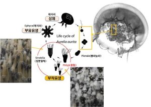 보름달물해파리 생활사