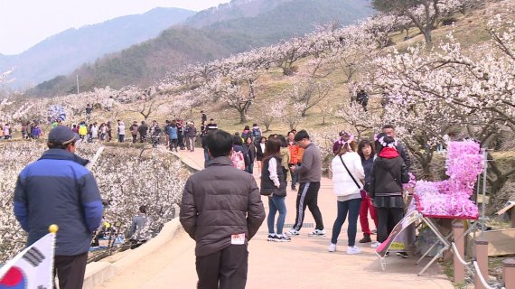 봄의 전령 매화가 남녘의 봄소식을 전한다. 다음달 17일부터 이틀간 경남 양산시 원동면 일원에서 매화향기 가득한 봄내음이 펼쳐진다.