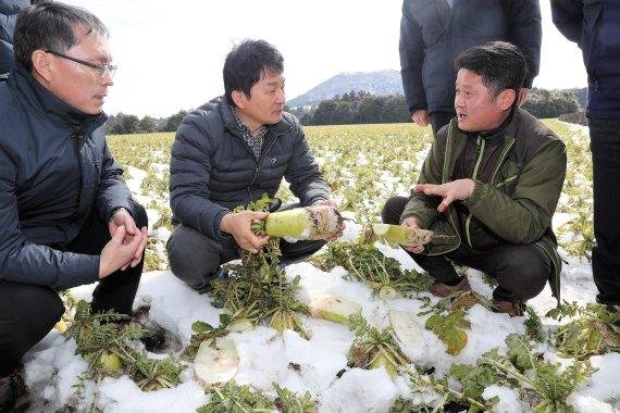 지난 2월 9일 월동무 피해 현장을 방문한 원희룡 제주도지사. /사진=fnDB