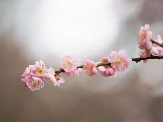 봄의 전령, 매화. / 사진=제주 한림공원