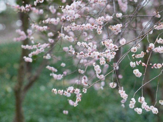 개나리·진달래·벚꽃…북상하는 제주 꽃소식
