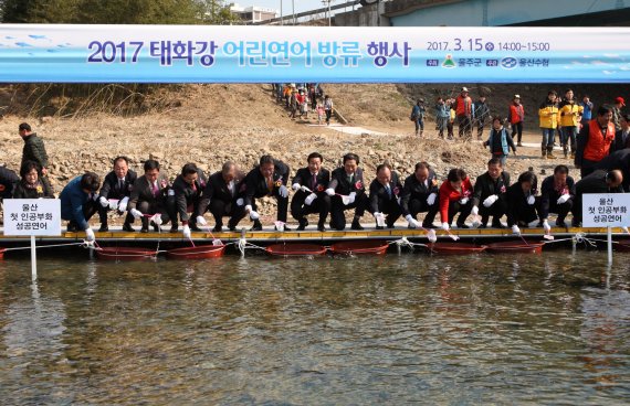 돌아오지 않는 연어...울산, 올해도 어김없이 치어 방류 행사