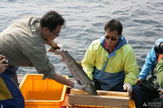 돌아오지 않는 연어...울산, 올해도 어김없이 치어 방류 행사