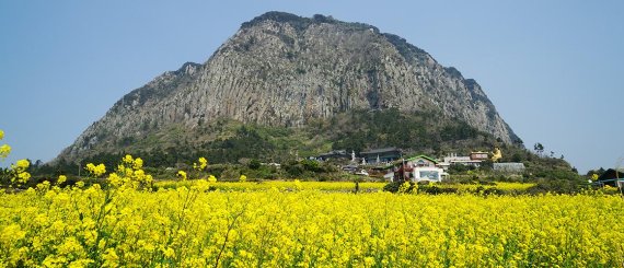 [yes+ 레저] 왕벚꽃 vs 유채꽃…제주 봄꽃여행, 준비 땅!