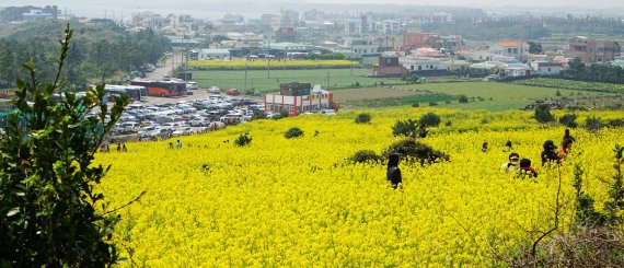 [yes+ 레저] 왕벚꽃 vs 유채꽃…제주 봄꽃여행, 준비 땅!