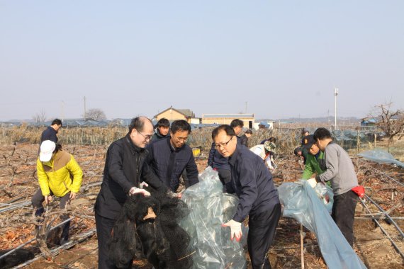 유찬형 농협중앙회 상무, 이종우 농협경제지주 상무, 여영현 경북농협 본부장(왼쪽부터)을 비롯한 경북농협 임직원들이 영천시 금호읍 포도재배 농가를 찾아 폭설 피해복구에 앞장서고 있다.