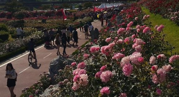 12일 삼척시는 올해로 세 번째를 맞는 2018 삼척 장미축제가 ‘천만송이 장미 꿈을 잇다’라는 주제로 오는 5월 18일부터 5일간 오십천 장미공원 일원에서 개최된다 고 밝혔다.