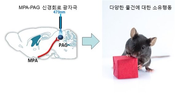 전시각 중추 신경회로가 소유행동을 나타내는 모식도.