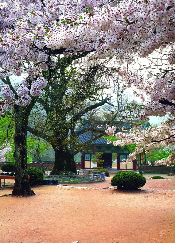 전북 부안 내소사 경내에는 벚꽃 군락지가 많아 봄꽃 여행지로도 유명하다. 내소사 벚꽃은 4월 초 개화를 시작해 4월 중순께 절정을 이룬다.