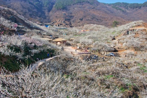 섬진강 매화마을