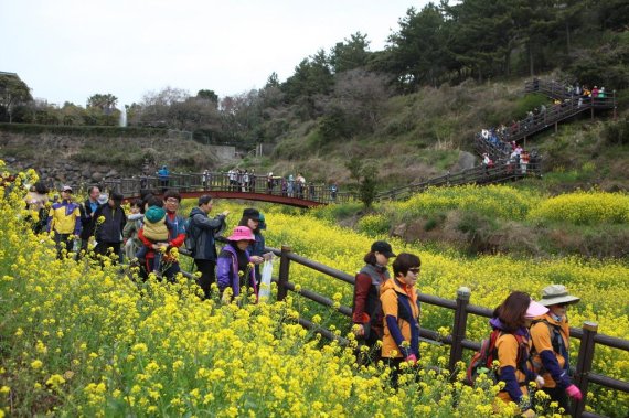 서귀포 유채꽃 국제걷기대회. /사진=서귀포시 제공