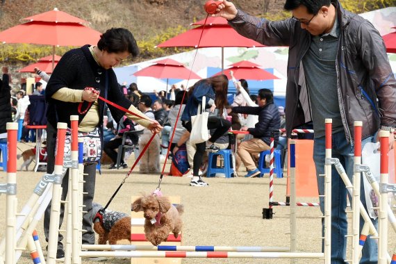 용인시에서 개최된 반려동물 나눔축제에 2만여명이 인파가 몰려들었다. 축제에 참가한 반려동물 가족이 장애물 경기를 해 보고 있다.