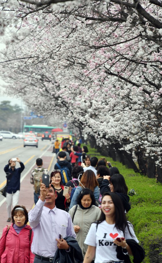 만개한 홍매화에 미소꽃도 활짝