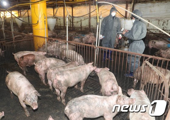 전북 양돈단지 구제역 '항체양성률 92.9%'