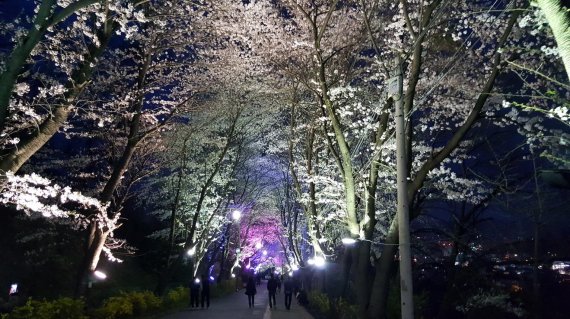 인천시 강화군 고려궁지~북문 간 벚꽃길이 오는 14∼23일 야간 개장한다. 사진은 야간 개장 전경.