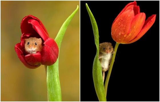 영국 사진작가 마일스 허버트가 촬영한 멧밭쥐 사진./보어드판다 갈무리
