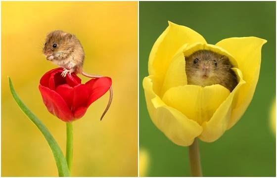 영국 사진작가 마일스 허버트가 촬영한 멧밭쥐 사진./보어드판다 갈무리