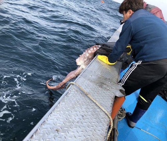 18일 고성군은 산란하지 못하고 포획된 대문어를 매입한 후 다시 산란의 기회를 주기위해 방류함으로써 문어 자원확대 및 성숙 대문어의 안정적 생산과 공급을 도모하여 어촌소득을 증대하겠다 고 밝혔다.