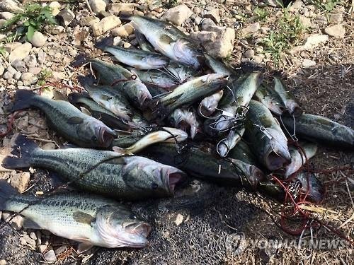 울산시, 배스 블루길 등 생태계 교란종 수매사업 확대