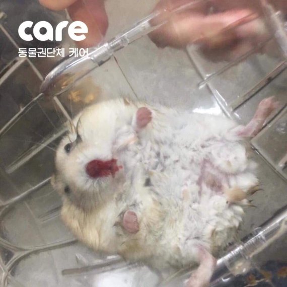 케어, 고등학생 집단 햄스터 학대사건 고발