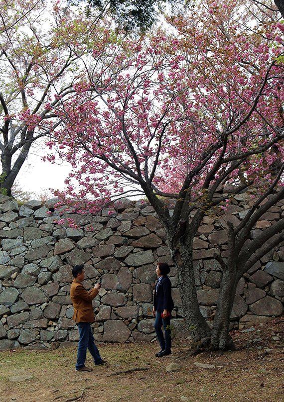 서생포 왜성 왕벚꽃나무 아래서 여행객들이 기념사진을 찍고 있다. 사진=조용철 기자