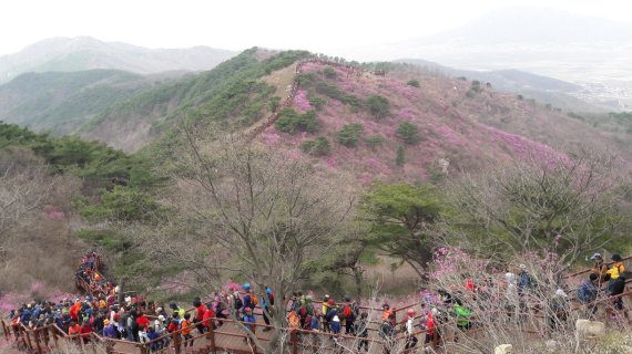 오는 6월부터 인천 강화군 고려산에 진달래 군락지 확장사업이 진행된다. 사진은 관광객들이 고려산 진달래를 구경하는 모습.