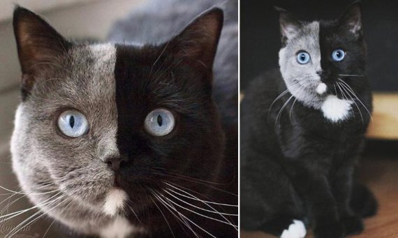 프랑스에서 태어난 '투페이스' 고양이 나니아는 독특한 외모로 높은 인기를 끄는 SNS 스타가 됐다./amazingnarnia 인스타그램 갈무리