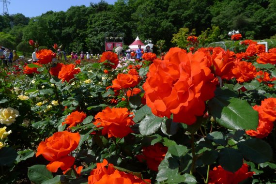 울산대공원 장미축제 개막.. 전 세계 장미 265종 선보여