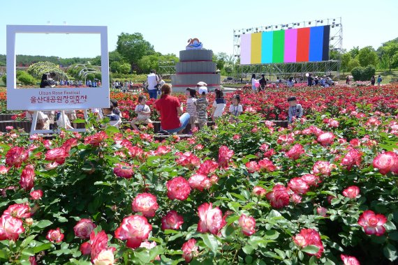 "Love Story in Ulsan" 울산대공원 장미축제 18일 개막