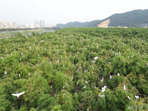 울산 태화강 대숲 백로 새끼 기르는 과정 직접 본다