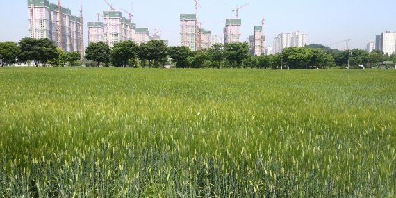 안산시 단원구청 앞 보리밭. 사진제공=안산시