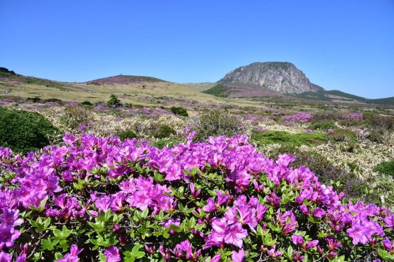 한라산 산철쭉. /사진=한라산국립공원관리소