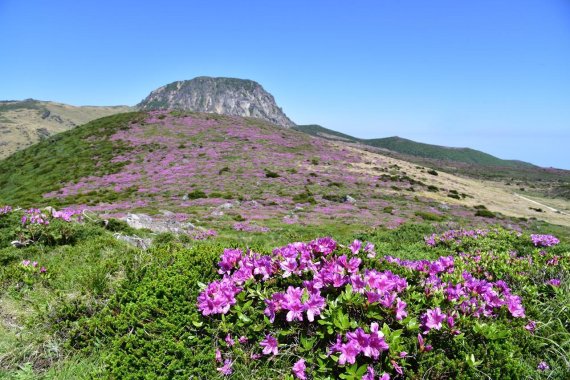 [fn포토] 한라산 정상 산철쭉 ‘활짝’…연분홍빛 물결