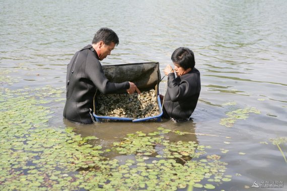울산시, 인공산란장 방식 도입 ..매년 배스 알 40만 개 제거