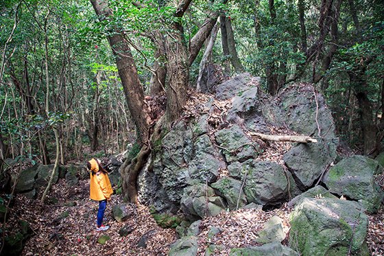 동백동산, 용암이 만든 바위 언덕서 자란 나무