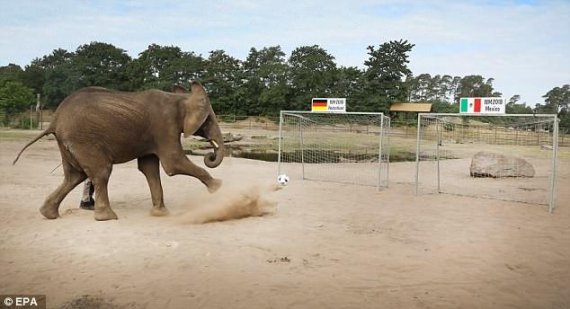 독일의 동물원에 사는 코끼리 넬리가 독일과 멕시코의 국기가 꼽힌 두개의 골대 중 독일 측 골대에 골을 넣고 있다.