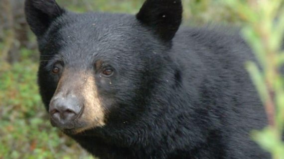 캐나다 재스퍼 국립공원을 방문한 한 남성이 자동차 창문 사이로 뛰쳐나가 흑곰에게 공격당한 반려견을 구하고자 흑곰과 맨손 사투를 벌였다. 사진=재스퍼 국립공원