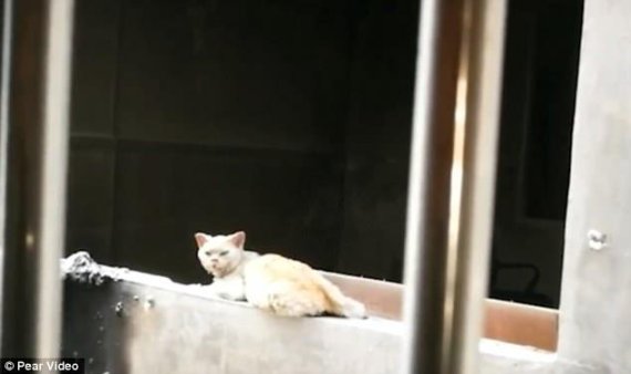 중국에서 가스폭발 사고로 주인을 잃은 고양이가 폐허가 된 집에서 여전히 주인을 기다리고 있다. 사진=pear video 캡쳐